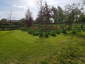 Trees, bedding and lawn planted in Cockfield garden