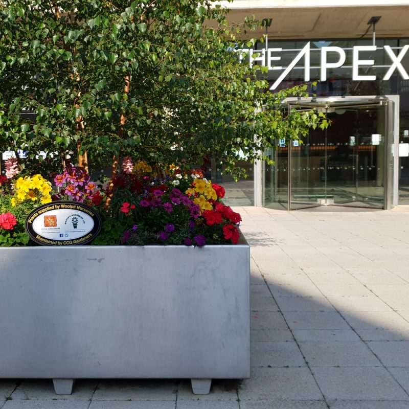 Town center commercial plantings at The Apex by CCG Gardeners