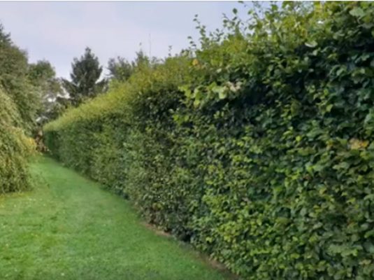 hedge cutting service