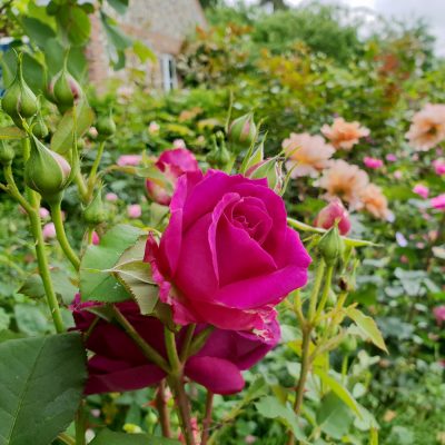 rose garden pruning