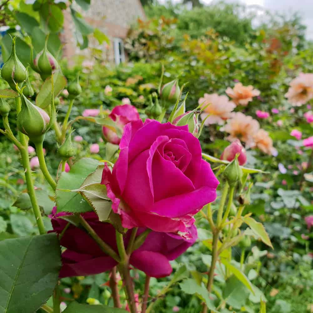 Rose garden pruning Garden Maintenance Services in Bury St Edmunds